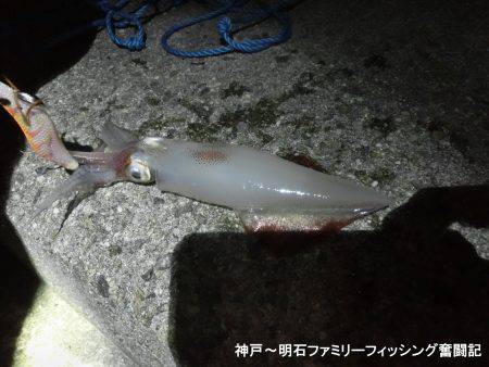 剣先イカとアオリイカ