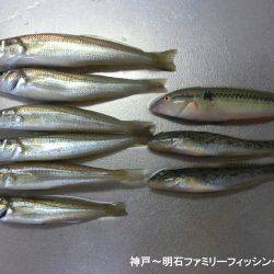ハゼシーズンにはまだ早い？