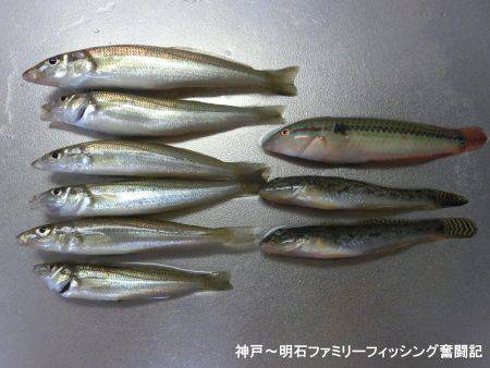 ハゼシーズンにはまだ早い？