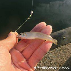 ハゼのシーズンになったか？