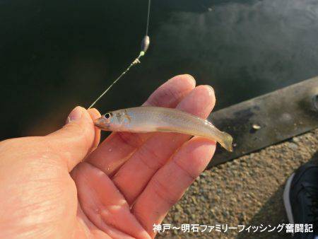 ハゼのシーズンになったか？