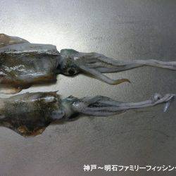 3時間でアオリ2杯