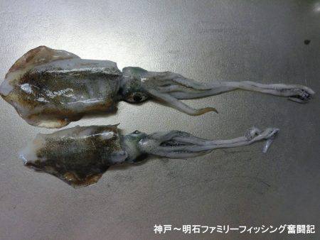 3時間でアオリ2杯