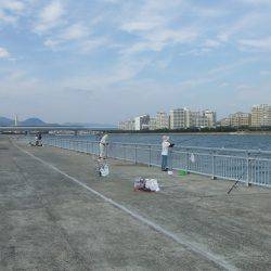 南芦屋浜 サヨリ爆超 楽しい!楽しい!