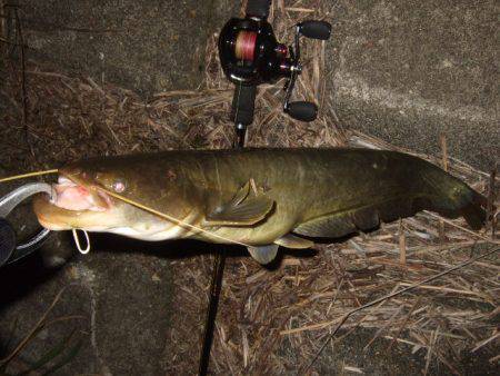 夏の癒やし釣行もいよいよ終盤に