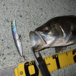 まさかのランカー