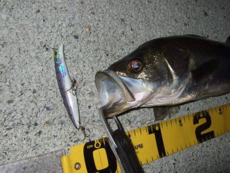 まさかのランカー