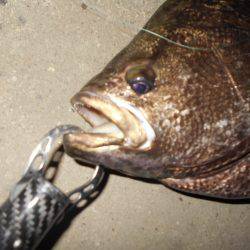 シーバス狙いでマツダイがヒット。