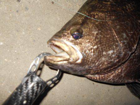 シーバス狙いでマツダイがヒット。