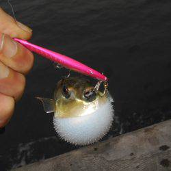 早朝のタチウオ。