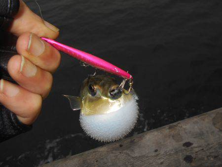 早朝のタチウオ。