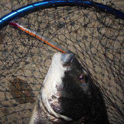 チヌにもサヨリパターンが有る?。