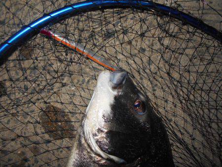 チヌにもサヨリパターンが有る?。