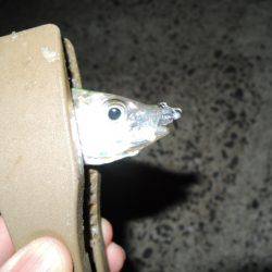 スプリットゲーム