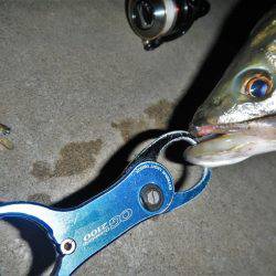 寄り道シーバス