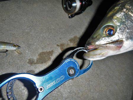 寄り道シーバス