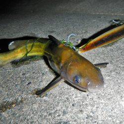 シーバス釣れずナマズ