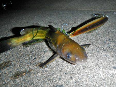 シーバス釣れずナマズ