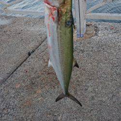 小さめのサゴシ！