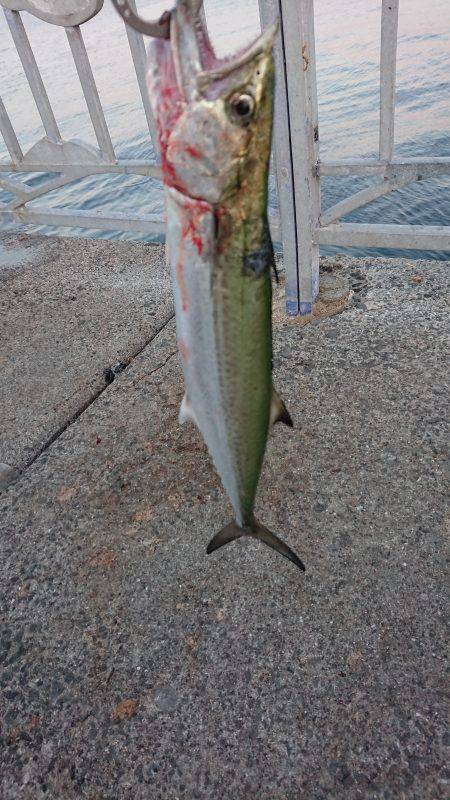 小さめのサゴシ！