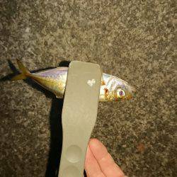 アジング&エギング