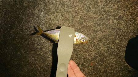 アジング&エギング