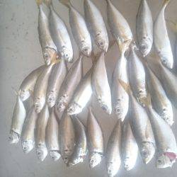 またまたアジング