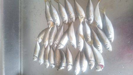 またまたアジング