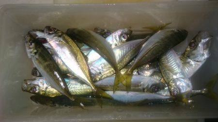アジ釣り