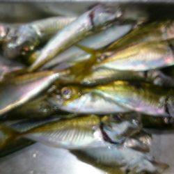 アジ釣り