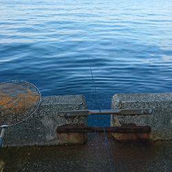 ひさびさの大物