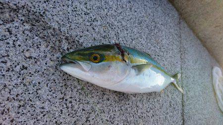 のませ釣り