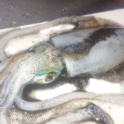 アオリイカ大漁