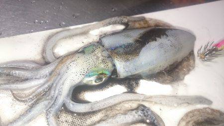 アオリイカ大漁