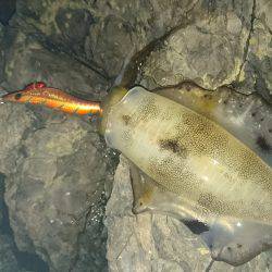 台風前の数釣り(*^^*)♪