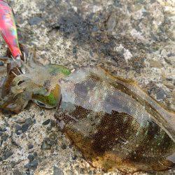 連日の地磯エギング