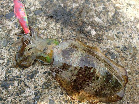連日の地磯エギング