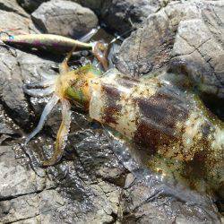 敦賀秋イカ(￣▽￣)地磯