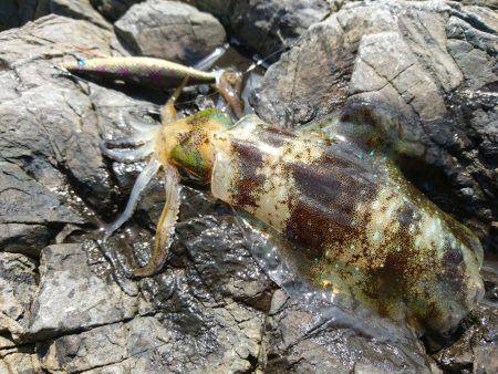 敦賀秋イカ(￣▽￣)地磯