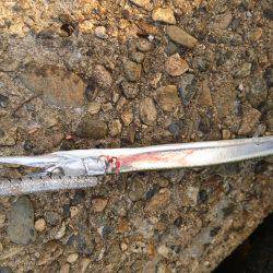 何故かハマチ⁉