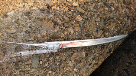 何故かハマチ⁉