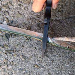 サヨリだらけ(-_-)