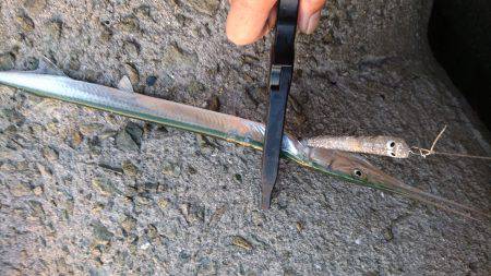 サヨリだらけ(-_-)