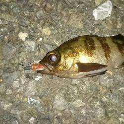 驚愕の野島ポテンシャル！メバルポンポン