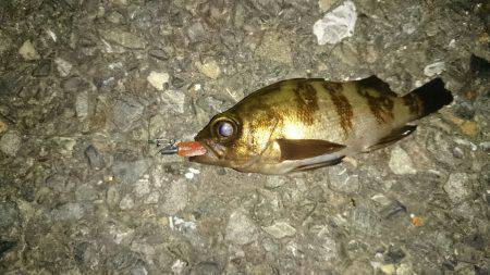 驚愕の野島ポテンシャル！メバルポンポン