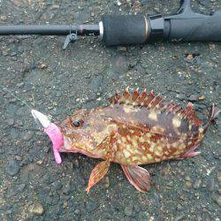 型が落ちてきたガシラポンポン