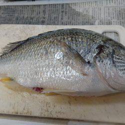 浜名湖内でも大物