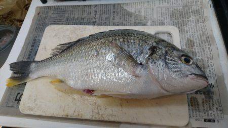 浜名湖内でも大物