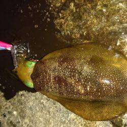 強風の合間に連発