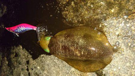 強風の合間に連発